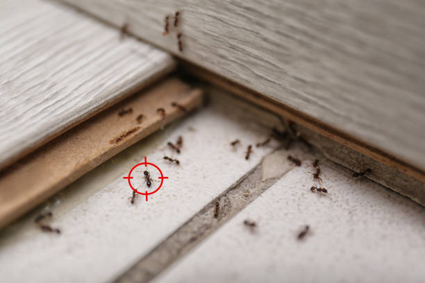 Pest Prevention Services in Stagecoach, NV